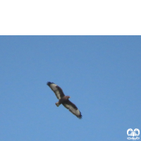 گونه سارگپه استپی Common Buzzard